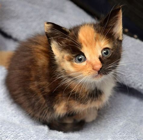 Calico Kitten Finds Warmth And Love - Love Meow