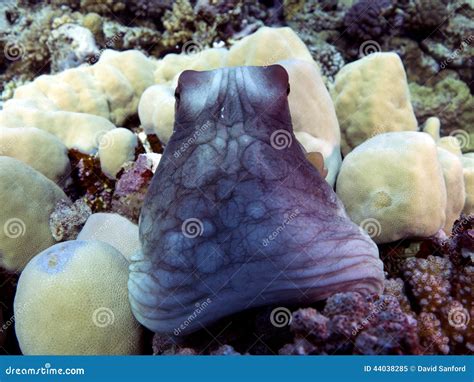 Octopus cyanea stock image. Image of underwater, divers - 44038285