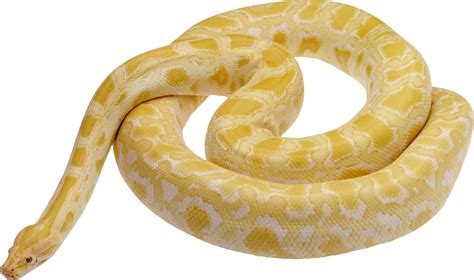 Corn Snake Transparent Background - buickcafe.com