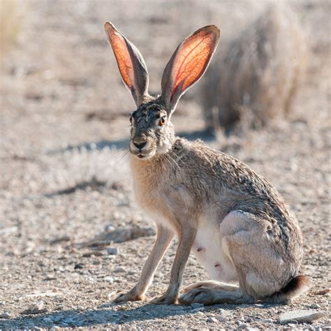 Jackrabbit with backlit ears - Big Bend National Park, Texas | Jack rabbit, Rabbit anatomy, Rabbit