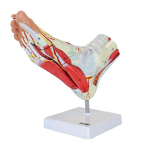 Buy Axis Scientific Foot Anatomy Model with 9 Removable and Numbered Parts, Foot Model Anatomy ...