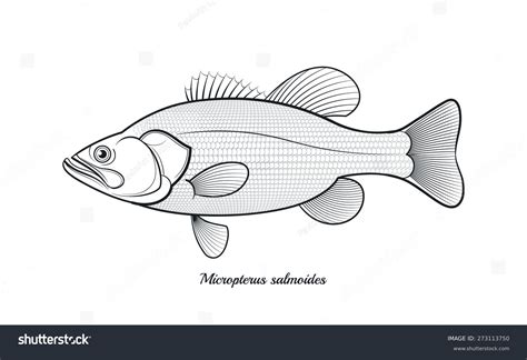 Bass Fish Outline Vector Illustration - 273113750 : Shutterstock