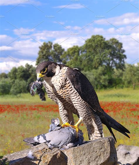 Peregrine falcon. | High-Quality Animal Stock Photos ~ Creative Market