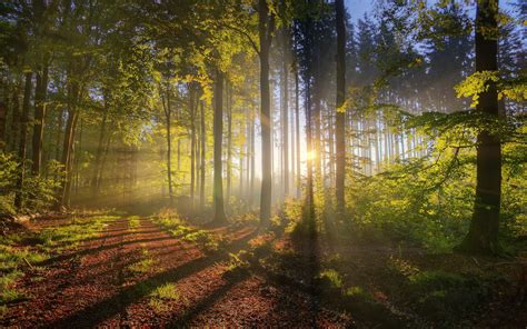 🔥 Download Landscapes Nature Trees Forest Sunlight Fresh New HD ...