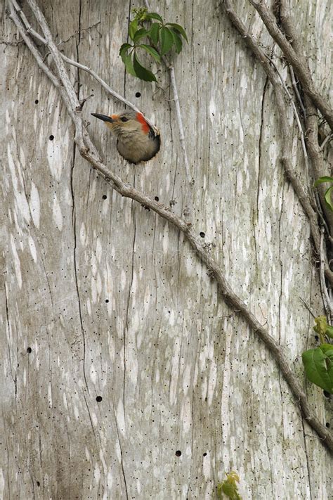 Red Bellied Woodpecker Emerging from the Nest Stock Image - Image of ...