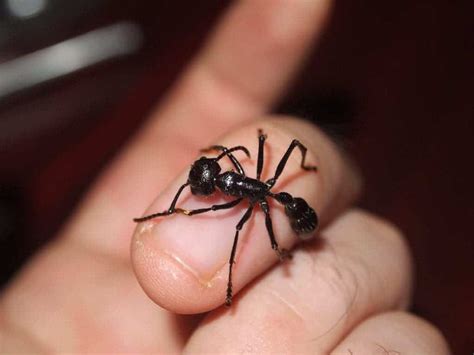 Worst pain known to man is caused by the world's largest ant