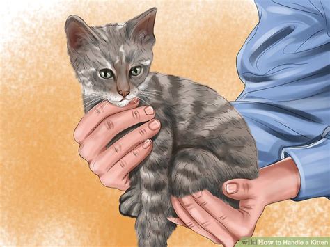 3 Ways to Handle a Kitten - wikiHow