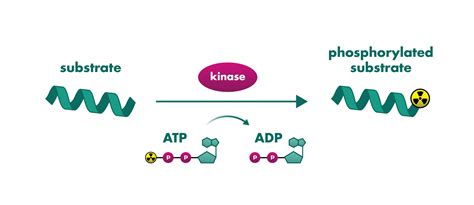 Understanding The Importance Of Imap Kinase Assay In Drug Discovery - Map of Counties in Arkansas