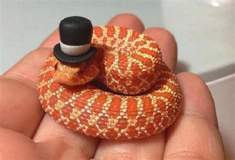 Ten Cute Snakes Wearing Tiny Hats That Make Them Less Frightening