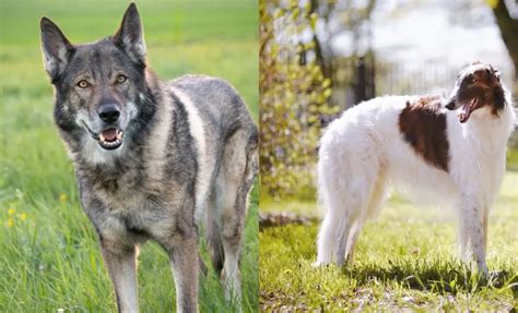 19 Borzoi Mixes With Long Snouts And Loving Hearts