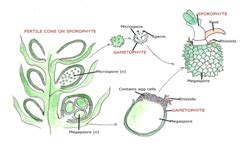 Selaginella Gametophyte | Notes, Positivity, Floral