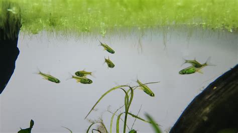 Best Rasbora Posts - Reddit