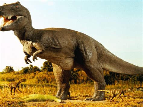 Ancient Animals Dinosaur Tyrannosaurus Rex Pets 0785 : Wallpapers13.com