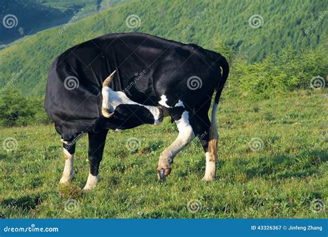 Black Cattle Stock Photo - Image: 43326367