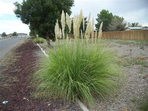 Pampas Grass