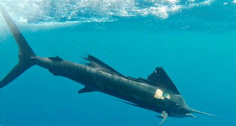 New Video Reveals Hunting Behavior of Solitary Sailfish | Sci.News