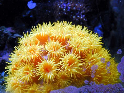 Tubastrea.faulkneri | This is a species of coral that cannot… | Flickr