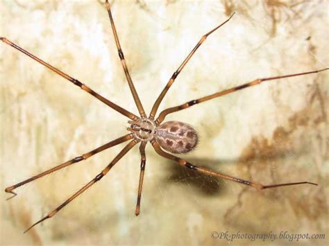 Daddy Long-legs Spider | Nature, Cultural, and Travel Photography Blog