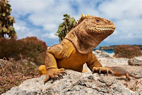 Galapagos Wildlife Pictures