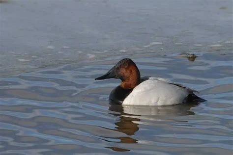 Ducks in Ohio (18 Species With Pictures) - Bird Feeder Hub