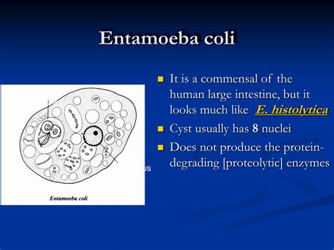 PPT - Entamoeba histolytica E. coli E. gingivalis PowerPoint Presentation - ID:6119921