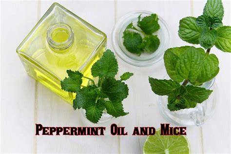 Peppermint Oil And Mice | What's The Truth And Myth