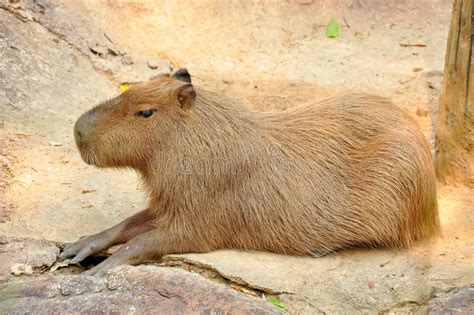 Capybara Stock Image - Image: 32700981