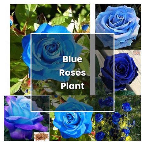 How to Grow Blue Roses Plant - Plant Care & Tips | NorwichGardener