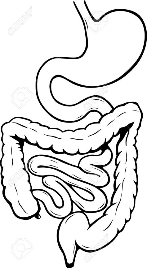 Collection of Digestive clipart | Free download best Digestive clipart ...