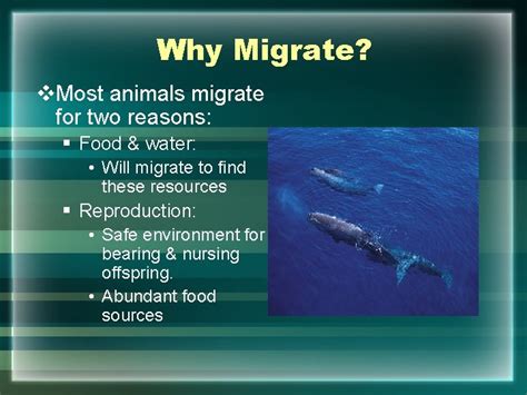 Animal Migration Fun Facts about Migrating Animals The