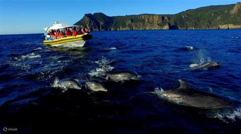 Tasman Island Cruise - Klook