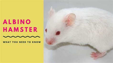 The Albino Hamster – What You Need To Know Before You Buy! - Petsium