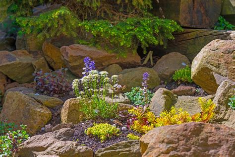 Create a Rockin’ Rock Garden - Colorado Country Life Magazine