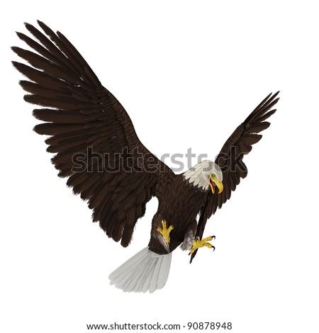 Bald Eagle Hunting Stock Photo 90878948 : Shutterstock