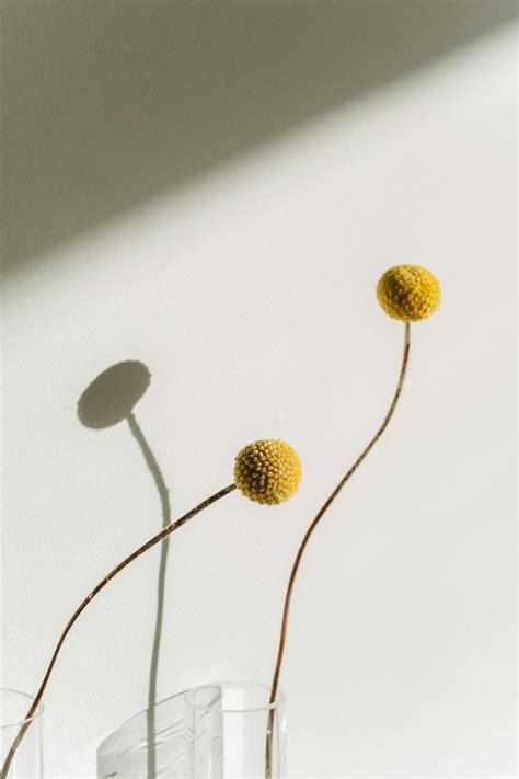 White and Yellow Flower Wall Decor · Free Stock Photo