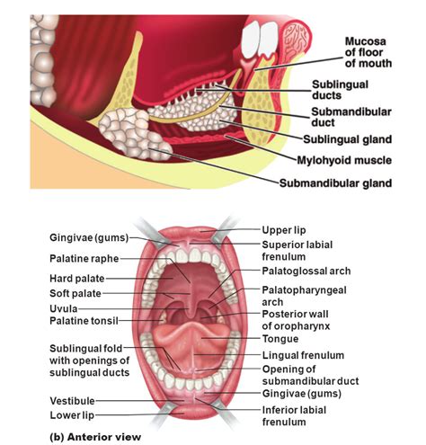 Head and Neck Anatomy: Sublingual Salivary Gland