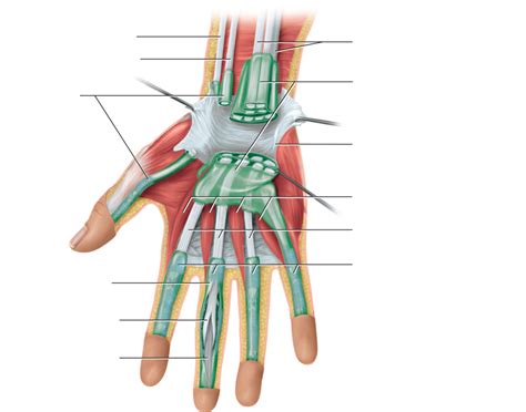 Chapter 9: Tendon Sheaths and Other Bursae in the Hand and Wrist Diagram | Quizlet