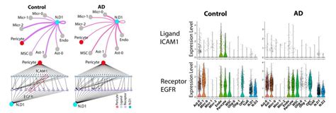 Ligand-receptor signaling networks in human brains and their ...