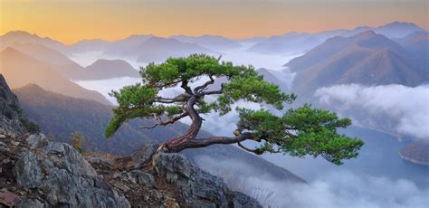 Another Master Oogway Tree, Jeolla Province, South Korea [OC ...