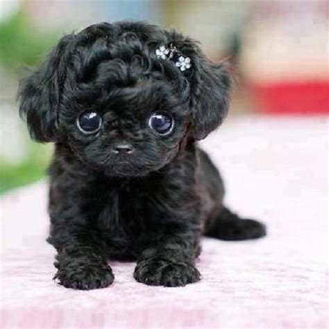 Black Teacup Poodle - Pixdaus