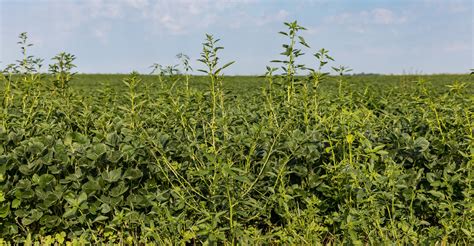 Maps show waterhemp, Palmer amaranth distribution