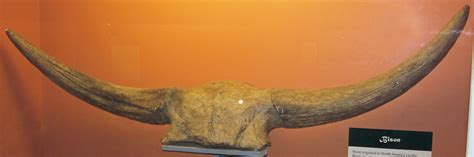 Bison latifrons fossil buffalo (Pleistocene; North America… | Flickr