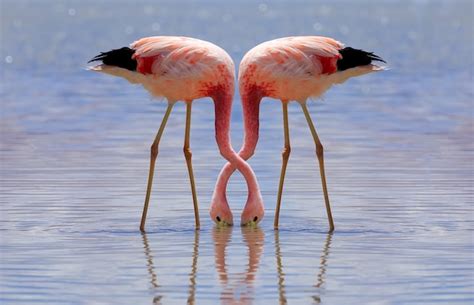 Premium Photo | Pink andes flamingo is eating at laguna hedionda in potosi, bolivia. altiplano ...