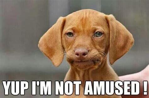 I`m not amused | Funny animals, Funny dogs, Cute animals