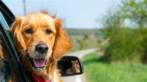 5 Pet-Friendly Getaway Tips - Guideposts