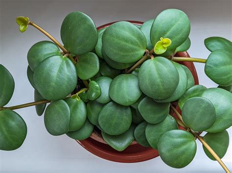 Peperomia Hope Care Guide | Just Houseplants