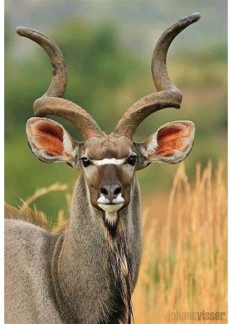 African Antelope Spiral Horns: A Fascinating Sight To Behold - renobig