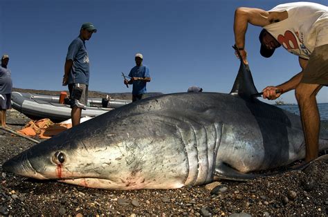 Controversy In Colombia For A Decree That Allows Shark Hunting To ...