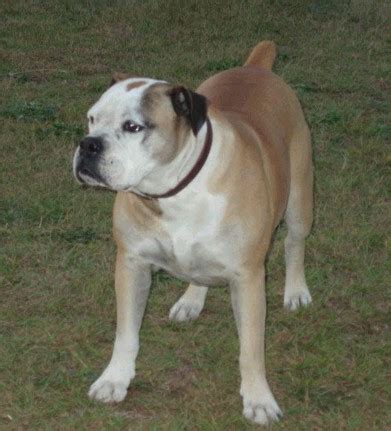 Category:Campeiro Bulldog - Wikimedia Commons