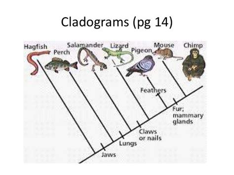 Cladograms